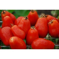 Tomato - Roma VF, Paste - Organic